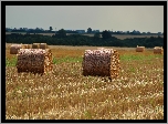 Pole, Zżęte, Zboże, Bele, Lato