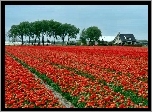 Holandia, Pole, Tulipany