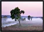 Pole, Rzeka, Mgła, Drzewa