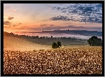 Pole, Zboże, Mgła, Drzewa
