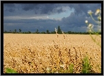 Pole, Zboże, Niebo, Chmury