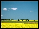 Rzepakowe, Pole, Warmia