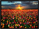 Pole, Tulipany, Zachód Słońca, Chmury