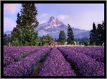 Pole, Lawenda, Drzewa, Dom, Ogrodzenie, Góry, Stratowulkan Mount Hood, Miejscowość, Hood River, Stan Oregon, Stany Zjednoczone