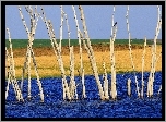 Pole, Rzeka, Suche, Konary