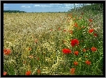 Pole, Zboże, Trawy, Maki