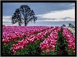 Tulipany, Pole, Drzewa