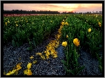 Pole, Tulipany, Żółte, Wschód słońca
