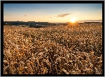 Pole, Zboże, Wschód, Słońca