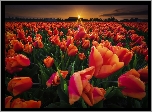Pole, Tulipany, Zachód Słońca