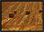 Pole, Zżęte, Zboże, Lato