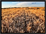 Pole, Zboże