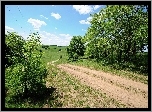 Polna, Droga, Łąki, Drzewa