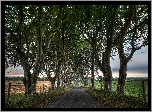 Droga, Pola, Ogrodzenie, Drzewa, Buki, Aleja, Dark Hedges, Irlandia Północna