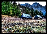 Polska, Tatry, Góry, Domki, Domy, Las