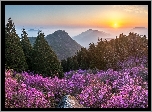 Kwiaty, Góry, Góra Cheonjusan, Drzewa, Wschód słońca, Mgła, Korea Południowa