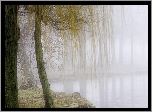 Park, Poranna, Mgła