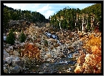 Las, Potok, Kamienie