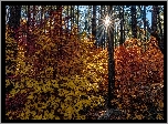 Jesień, Las, Drzewa, Pożółkłe, Liście, Promienie słońca