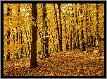 Las, Drzewa, Opadłe, Pożółkłe, Liście, Jesień