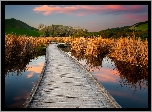 Pomost, Mokradło, Bagno, Pekapeka Wetlands, Pożółkłe, Trawy, Poukawa, Hawkes Bay, Nowa Zelandia