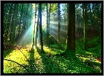 Las, Promienie Słońca
