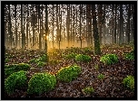 Las, Promienie słońca