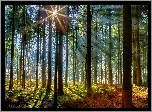 Las, Promienie Słońca