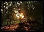Park, Promienie, Słońca