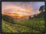 Plantacja, Wzgórza, Drzewa, Krzewy, Chmury, Promienie słońca, Cameron Highlands, Stan Pahang, Malezja