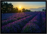 Francja, Prowansja, Valensole, Lawenda, Drzewa, Góry, Wschód słońca