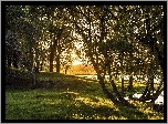 Łąka, Drzewa, Jezioro, Przebijające, Światło