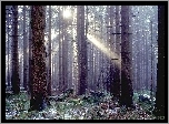 Las, Przebijające, Światło