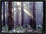 Las, Przebijające, Światło