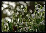 Przebiśniegi, Światło, Bokeh, Wiosna