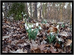 Przebiśniegi, Liście, Las, Drzewa