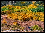 Stany Zjednoczone, Kolorado, Przełęcz, Kebler Pass, Wzgórze, Drzewa, Roślinność, Jesień, Drewniany, Dom, Ogrodzenie