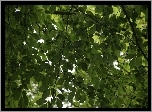 Przyroda, Drzewa, Liście, Lasy