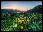 Rezerwat przyrody Columbia River Gorge, Góry Kaskadowe, Rzeka Kolumbia, Żółte, Kwiaty, Balsamorhiza, Łubin, Promienie słońca, Łąka, Stan Waszyngton, Stany Zjednoczone