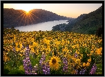 Rezerwat przyrody Columbia River Gorge, Góry Kaskadowe, Rzeka Kolumbia, Żółte, Kwiaty, Balsamorhiza, Łubin, Wschód słońca, Łąka, Stan Waszyngton, Stany Zjednoczone