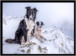 Psy, Border Collie, Góry, Zima