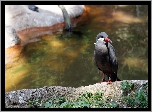 Ptak, Inca Tern, Czerwony, Dziób, Rzeka