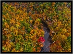 Jesień, Las, Kolorowe, Drzewa, Rzeka, Z lotu ptaka