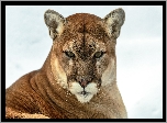 Puma, Zima