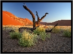 Pustynia, Namib, Konary, Afryka