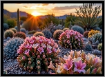 Pustynia, Kwitnące, Kaktusy, Zachód słońca, Grafika, USA, Tucson, Sonora
