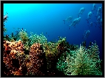 Rafa, Koralowa, Głębiny, Morskie, Ryby