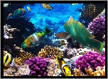 Rafa koralowa, Ryby, Morskie głębiny

