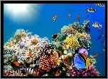 Rafa Koralowa, Głębiny Morskie, Ryby, Kolorowe