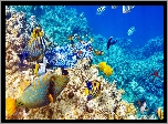 Rafy koralowe, Ryby, Morze